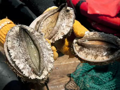 とれたてあわび