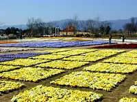 스즈카 꽃 공원