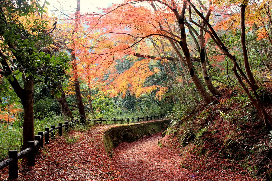 岩倉峡の紅葉