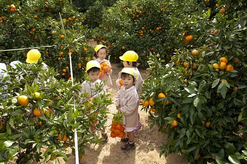 Tsu sightseeing orange picking garden
