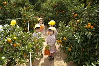 Tsu visita el jardín de recolección de naranjas