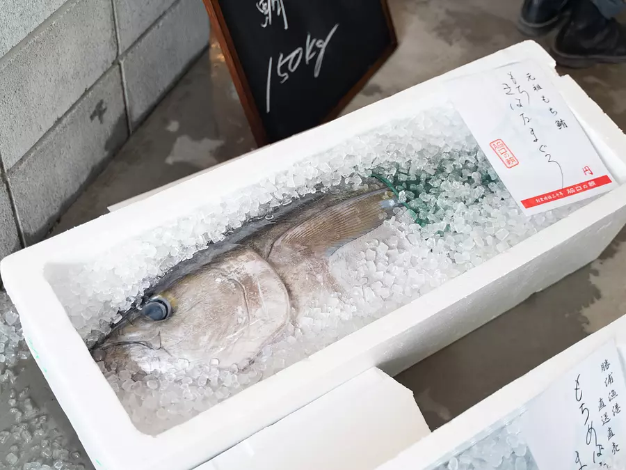 ปลาทูน่าวากิกุจิ (VISON)