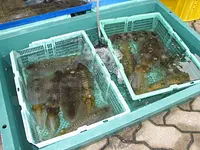 古和浦未来クラブ