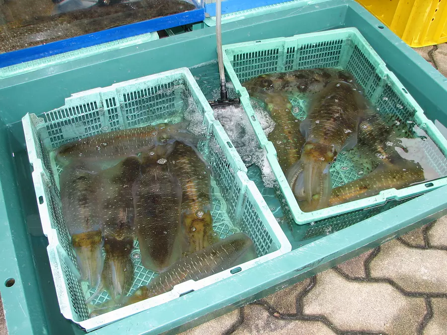 古和浦未来クラブ