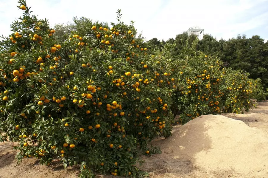 Visite du jardin de cueillette des oranges Tsu
