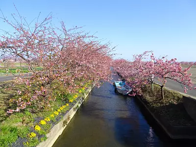 [Fleurs] Route Kasamatsu Kawazu Sakura