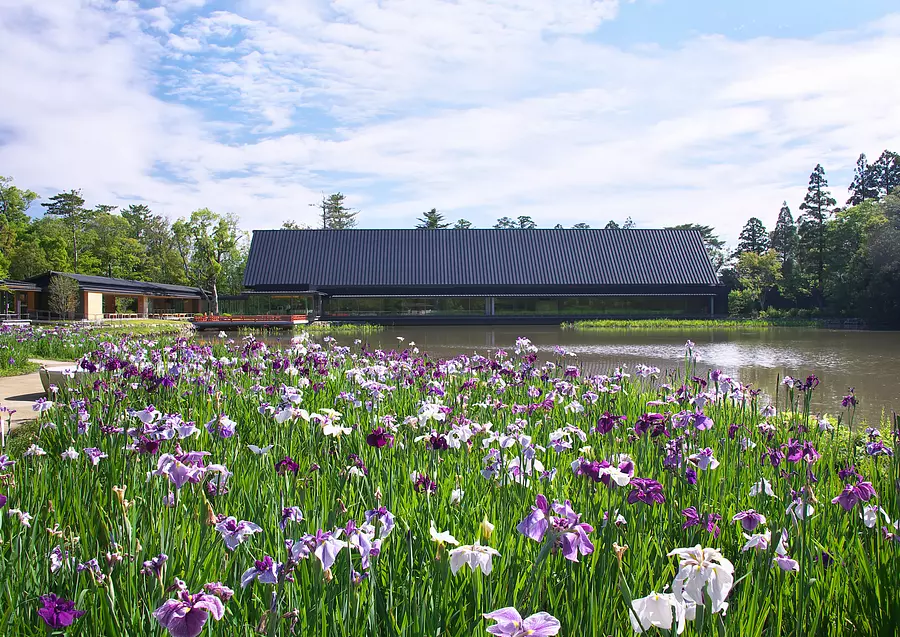 伊勢神宮の花菖蒲 【伊勢神宮 外宮】（開花情報も掲載）