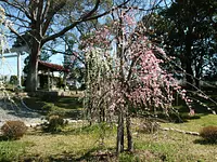 離宮院公園の桜