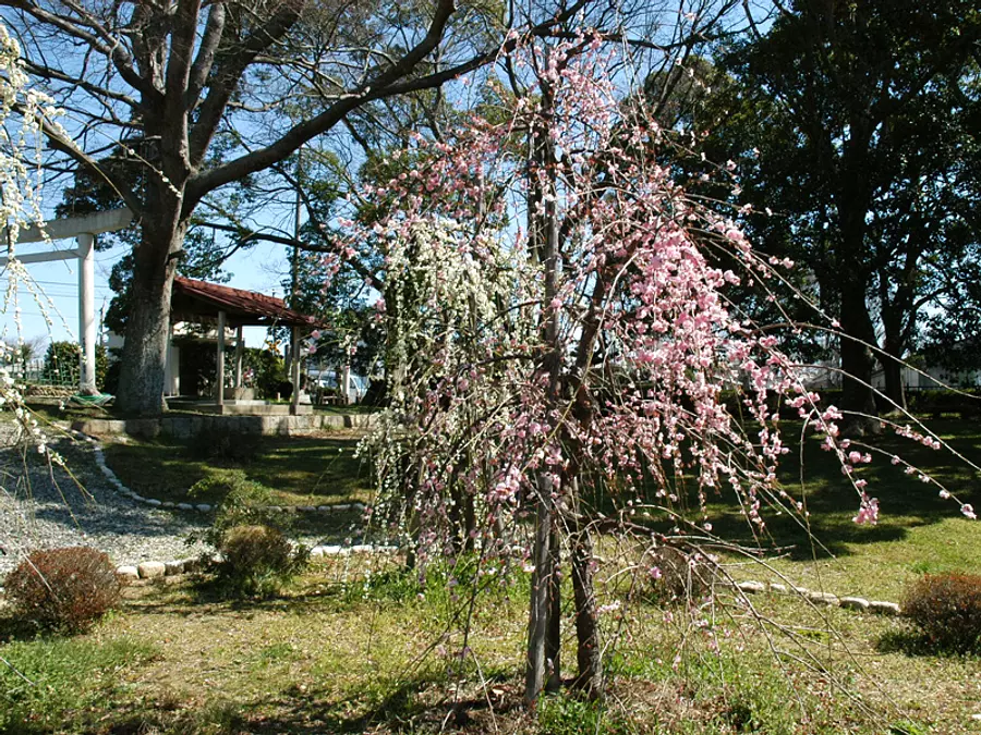 Cerezos en flor en el parque Rikyuin