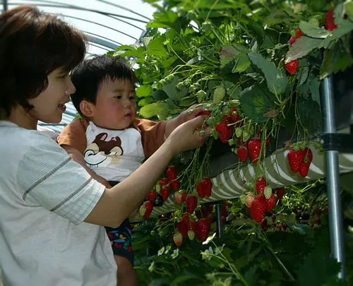 Pueblo turístico Lago Shorenji Recolección de fresas