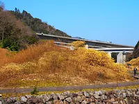 みつまた群生地