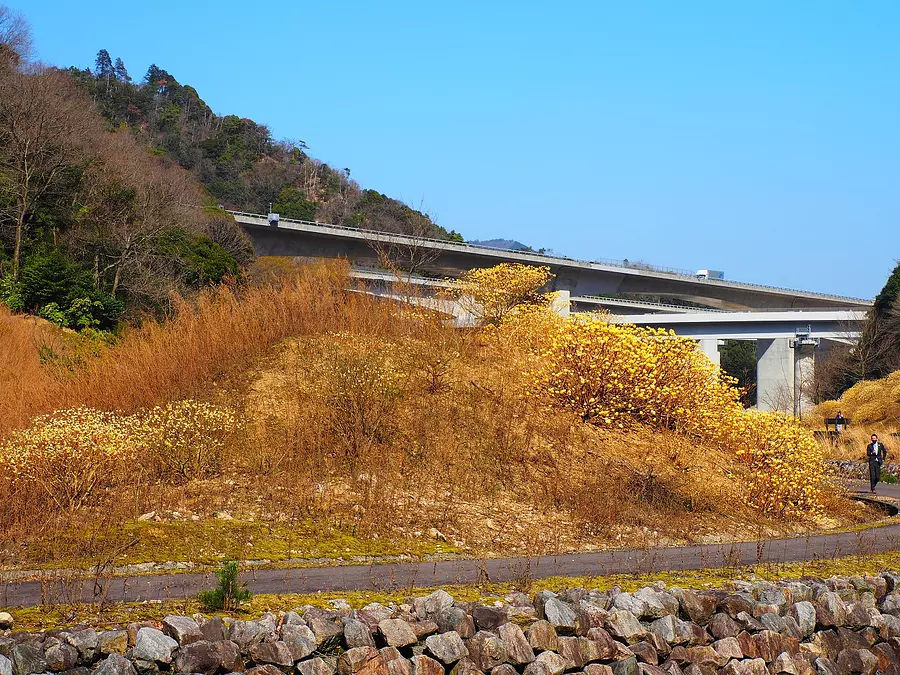 みつまた群生地