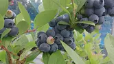 [藍莓] 常世之裡、森美乃娜的藍莓