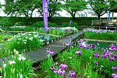 Horikawa Iris Jardín flor lirios