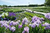 Famous place for irises