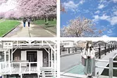Fleurs de cerisier sur la rivière Miyagawa - Je me suis promené dans la ville d&#39;Ise Kawasaki avec &quot;l&#39;annonceuse FM Mie&quot; Erika Miyahara !