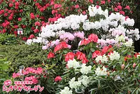 Akatsuka Rhododendron Garden (Akatsuka Botanical Garden)