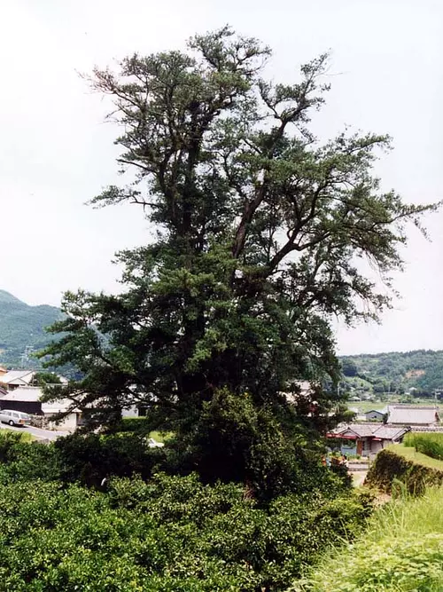 Maki chien arbre sacré