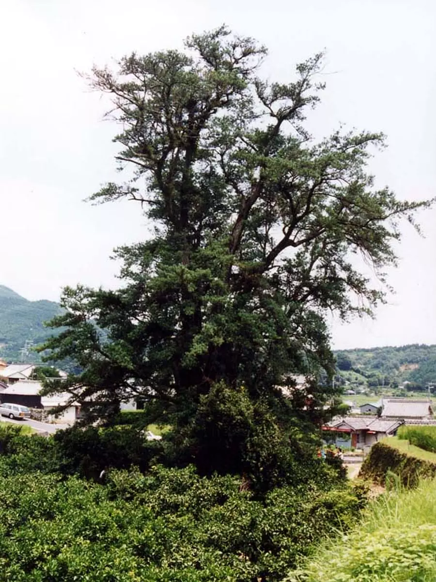 코노 기（kounogi）의 이누마키