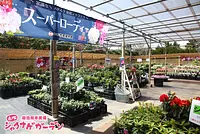Rhododendron seedling sales corner