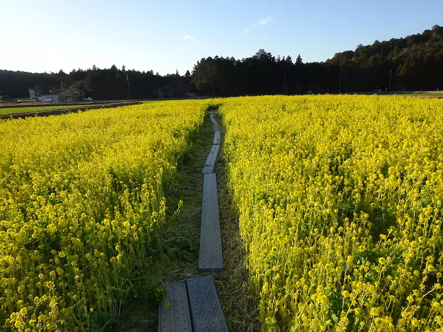 sentier pédestre