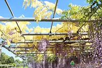稀有金葉紫藤