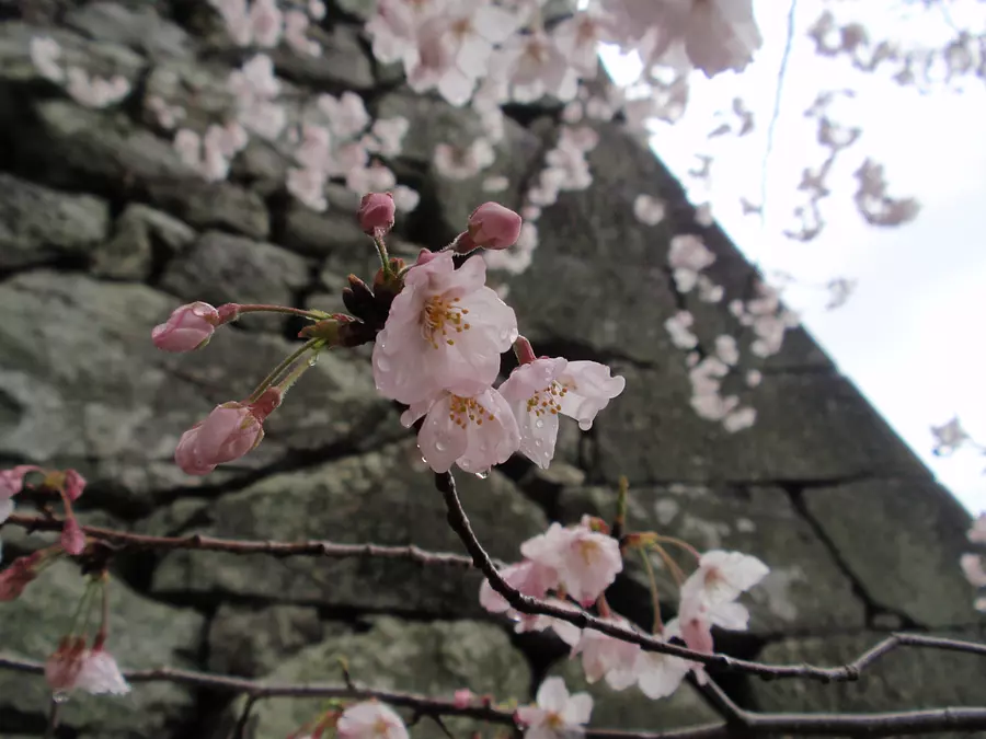 松坂城跡　桜