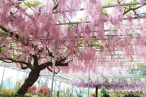 Ouverture du « Wisteria Garden » : forêt de bruyères de Red Hill