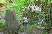 [ดอกไม้] กุหลาบพันปีแห่ง วัดเทนไคซันไทอุนจิ（TenkaizanTaiunjiTemple）