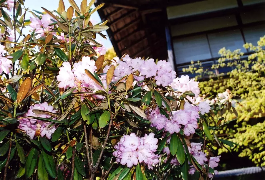 【花】天開山泰運寺のシャクナゲ