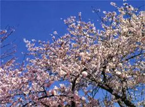 Yabashira Park (Yashira Shrine)