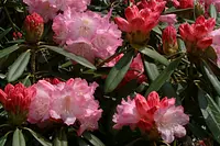 [Fleurs] Rhododendrons du temple Tenkaizan Taiunji