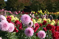 Competitive blooming of cosmos and dahlias