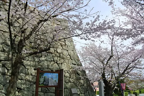 봄은 벚꽃의 명소로도 유명