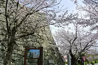 Il est également célèbre comme lieu d'observation des fleurs de cerisier au printemps.