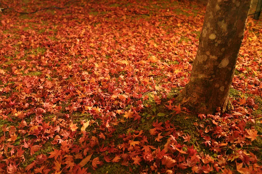 落ち葉