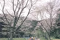 親水公園の桜【花】