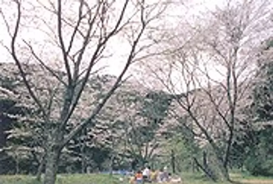 친수공원의 벚꽃【꽃】