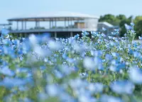`` Nabananosato'' Nabana no Sato Un parque temático de flores, vegetación y comida