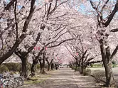 旭化成の桜並木
