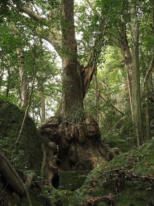 Arbres du sanctuaire Jinnai