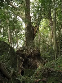 陣內（konochi）神社樹木