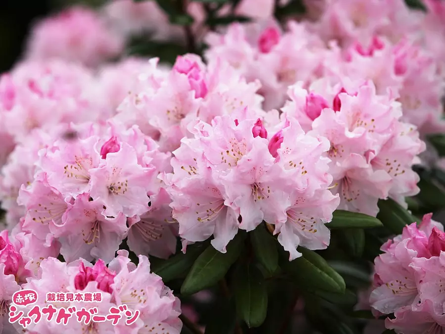 "ช่อดอกไม้งานแต่งงาน" พันธุ์ดั้งเดิมของสวนพฤกษศาสตร์ Akatsuka