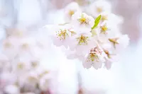 Fleurs de cerisier pleureurs d'Enjuin illuminées
