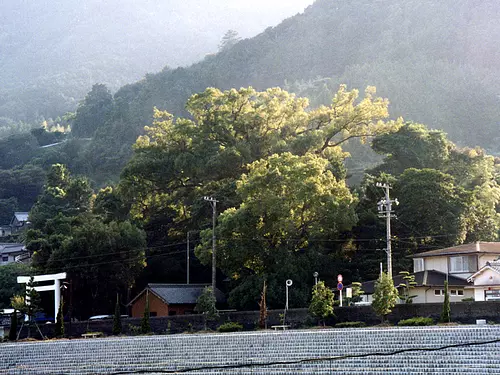 德司神社樹叢