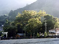 徳司神社樹叢