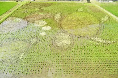 Arte del campo de arroz de Komata