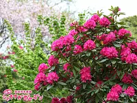 Jardin des rhododendrons d&#39;Akatsuka (Jardin botanique d&#39;Akatsuka)