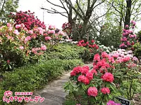 Jardín de rododendros de Akatsuka (Jardín botánico de Akatsuka)