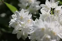 사사키 노부즈나 기념관의 꽃